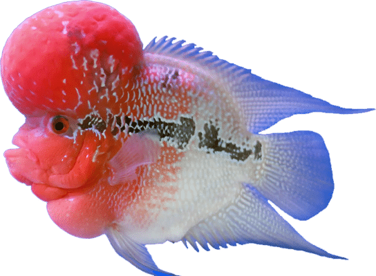 flowerhorn favicon